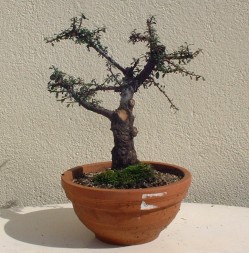 cotoneaster éventail