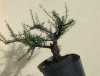 cotoneaster