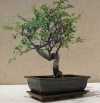 zelkova